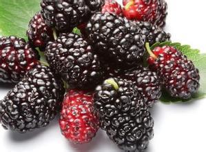 Mulberry txiv ntoo hmoov