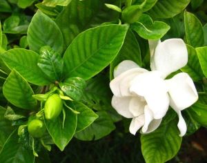 Gardenia daj