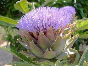Artichoke nplooj Extract