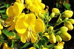 Cassia noob Extract