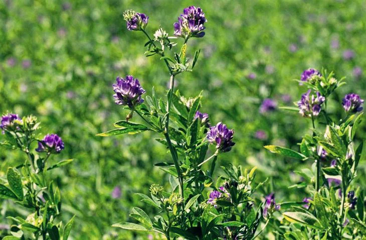 Alfalfa Extract