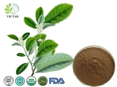 Yerba Mate Extract